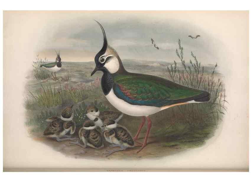 Reproducción/Reproduction 48915123772: The birds of Great Britain. London :Printed by Taylor and Francis, published by the author,1873.. 