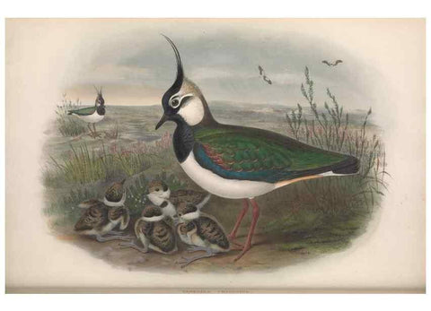Reproducción/Reproduction 48915123772: The birds of Great Britain. London :Printed by Taylor and Francis, published by the author,1873.. 