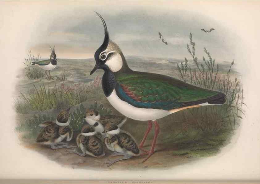 Reproducción/Reproduction 48915123772: The birds of Great Britain. London :Printed by Taylor and Francis, published by the author,1873.. 