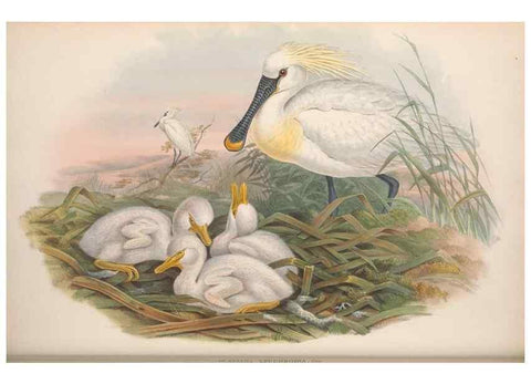 Reproducción/Reproduction 48915123447: The birds of Great Britain. London :Printed by Taylor and Francis, published by the author,1873.. 