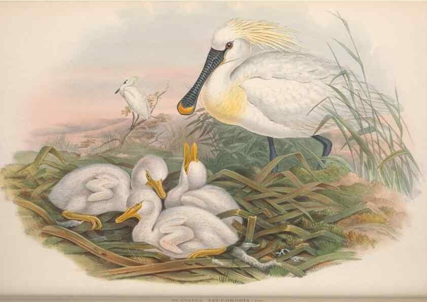 Reproducción/Reproduction 48915123447: The birds of Great Britain. London :Printed by Taylor and Francis, published by the author,1873.. 