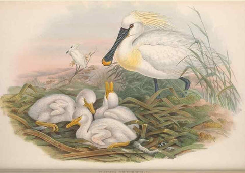 Reproducción/Reproduction 48915123447: The birds of Great Britain. London :Printed by Taylor and Francis, published by the author,1873.. 