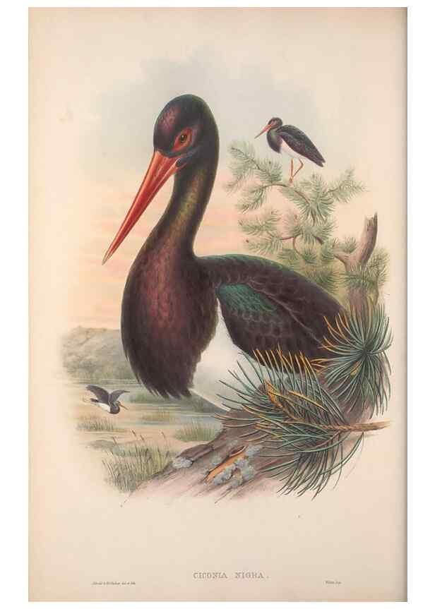 Reproducción/Reproduction 48914390243: The birds of Great Britain. London :Printed by Taylor and Francis, published by the author,1873.. 