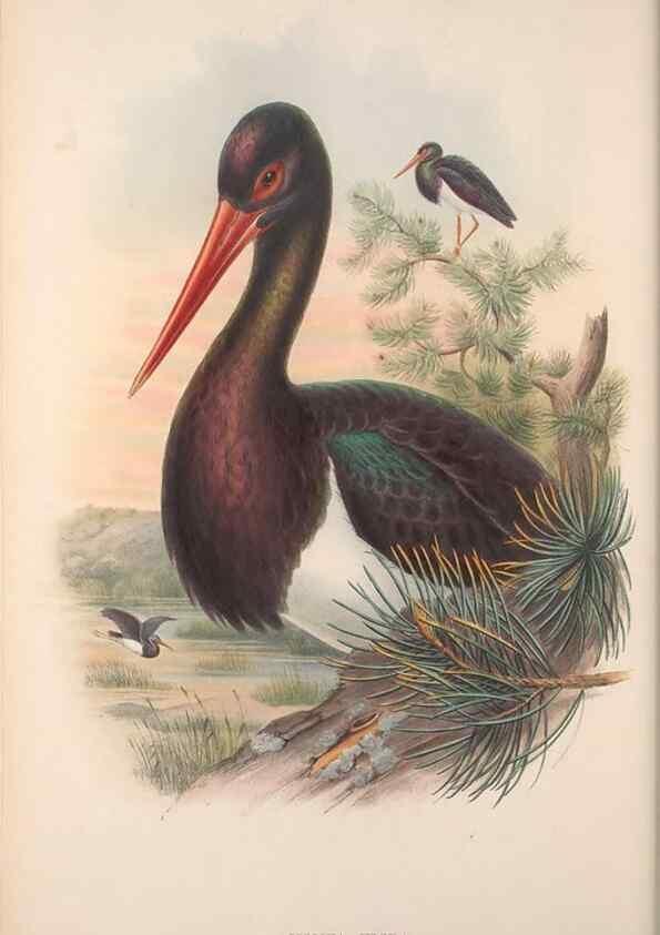 Reproducción/Reproduction 48914390243: The birds of Great Britain. London :Printed by Taylor and Francis, published by the author,1873.. 