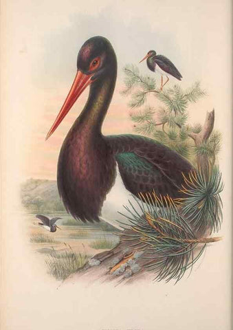 Reproducción/Reproduction 48914390243: The birds of Great Britain. London :Printed by Taylor and Francis, published by the author,1873.. 
