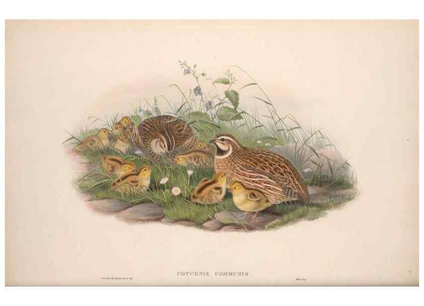 Reproducción/Reproduction 48914385018: The birds of Great Britain. London :Printed by Taylor and Francis, published by the author,1873.. 