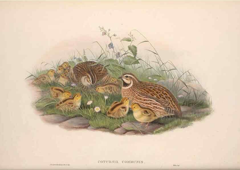 Reproducción/Reproduction 48914385018: The birds of Great Britain. London :Printed by Taylor and Francis, published by the author,1873.. 