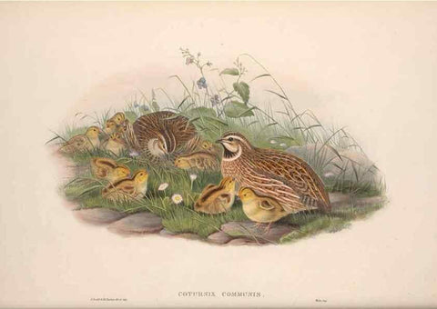 Reproducción/Reproduction 48914385018: The birds of Great Britain. London :Printed by Taylor and Francis, published by the author,1873.. 