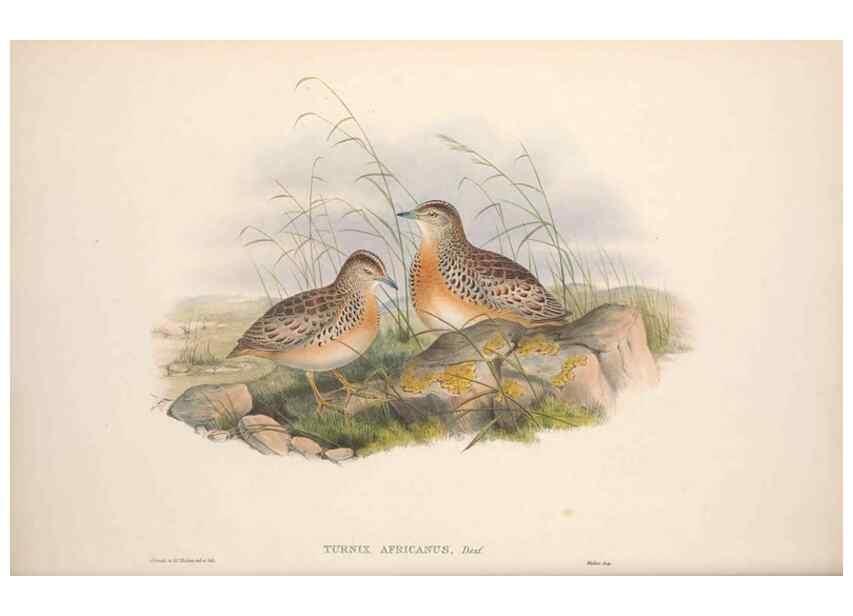 Reproducción/Reproduction 48914915711: The birds of Great Britain. London :Printed by Taylor and Francis, published by the author,1873.. 