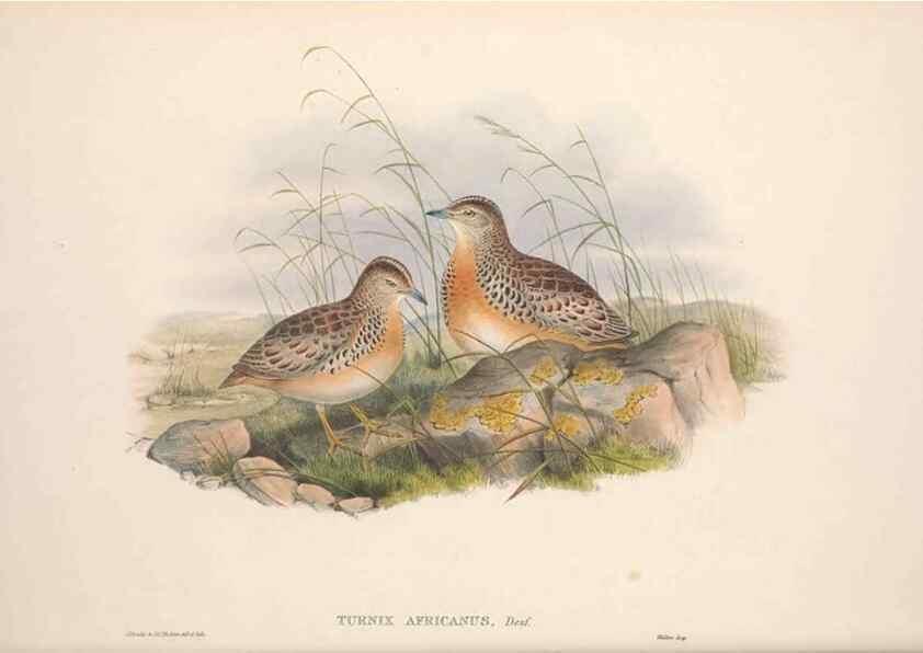 Reproducción/Reproduction 48914915711: The birds of Great Britain. London :Printed by Taylor and Francis, published by the author,1873.. 