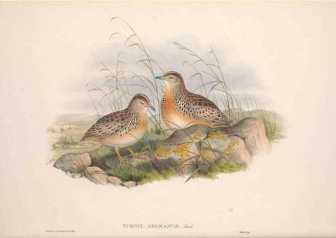 Reproducción/Reproduction 48914915711: The birds of Great Britain. London :Printed by Taylor and Francis, published by the author,1873.. 
