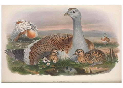 Reproducción/Reproduction 48915118762: The birds of Great Britain. London :Printed by Taylor and Francis, published by the author,1873.. 