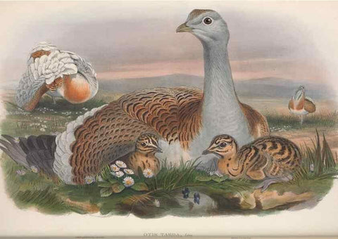 Reproducción/Reproduction 48915118762: The birds of Great Britain. London :Printed by Taylor and Francis, published by the author,1873.. 