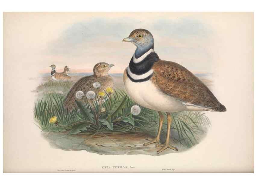 Reproducción/Reproduction 48914385718: The birds of Great Britain. London :Printed by Taylor and Francis, published by the author,1873.. 