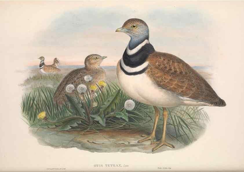 Reproducción/Reproduction 48914385718: The birds of Great Britain. London :Printed by Taylor and Francis, published by the author,1873.. 