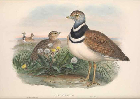 Reproducción/Reproduction 48914385718: The birds of Great Britain. London :Printed by Taylor and Francis, published by the author,1873.. 
