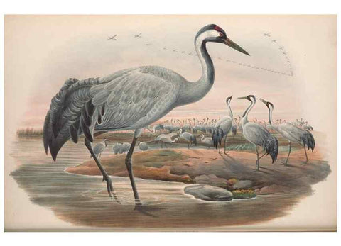 Reproducción/Reproduction 48914916676: The birds of Great Britain. London :Printed by Taylor and Francis, published by the author,1873.. 