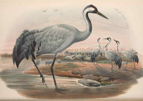 Reproducción/Reproduction 48914916676: The birds of Great Britain. London :Printed by Taylor and Francis, published by the author,1873.. 