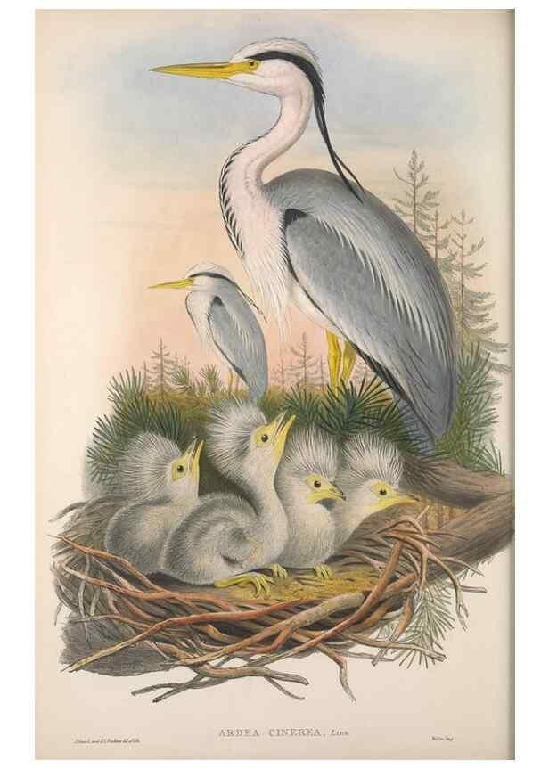 Reproducción/Reproduction 48914386413: The birds of Great Britain. London :Printed by Taylor and Francis, published by the author,1873.. 