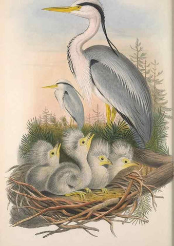 Reproducción/Reproduction 48914386413: The birds of Great Britain. London :Printed by Taylor and Francis, published by the author,1873.. 