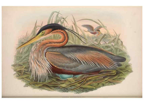Reproducción/Reproduction 48914917361: The birds of Great Britain. London :Printed by Taylor and Francis, published by the author,1873.. 