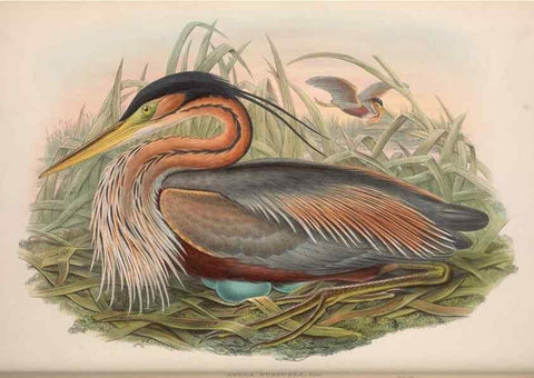 Reproducción/Reproduction 48914917361: The birds of Great Britain. London :Printed by Taylor and Francis, published by the author,1873.. 