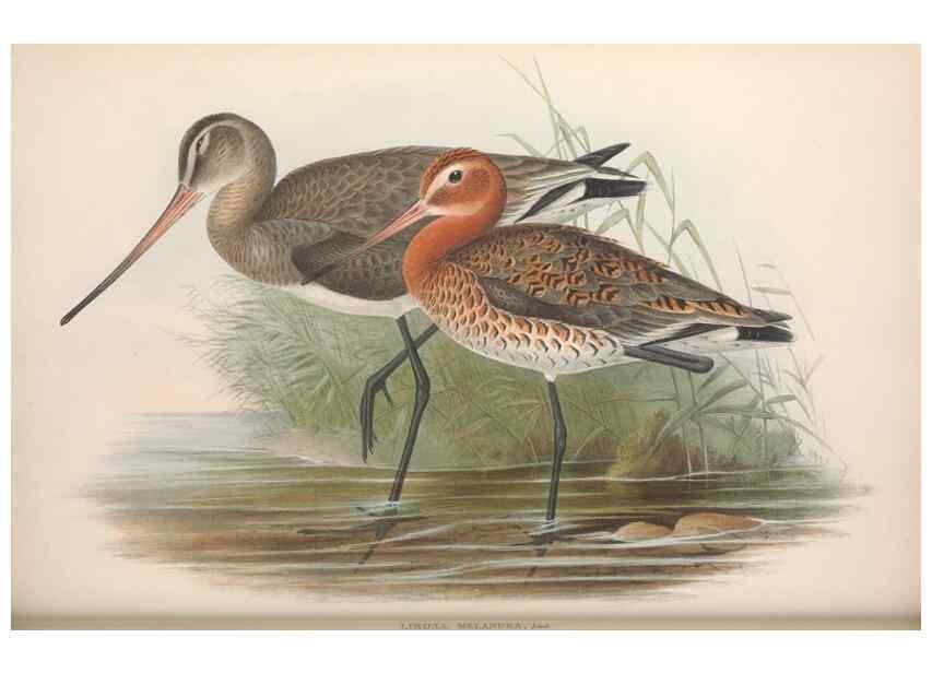 Reproducción/Reproduction 48915129297: The birds of Great Britain. London :Printed by Taylor and Francis, published by the author,1873.. 