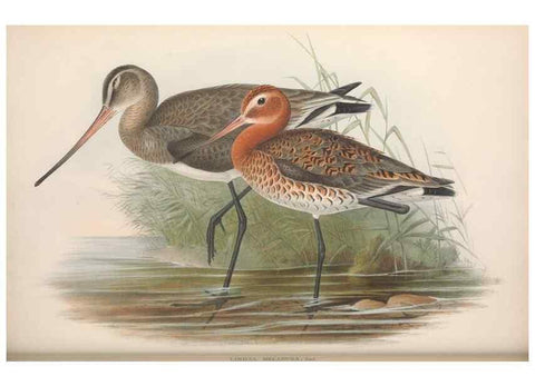 Reproducción/Reproduction 48915129297: The birds of Great Britain. London :Printed by Taylor and Francis, published by the author,1873.. 