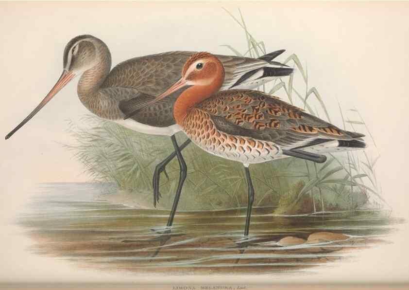 Reproducción/Reproduction 48915129297: The birds of Great Britain. London :Printed by Taylor and Francis, published by the author,1873.. 
