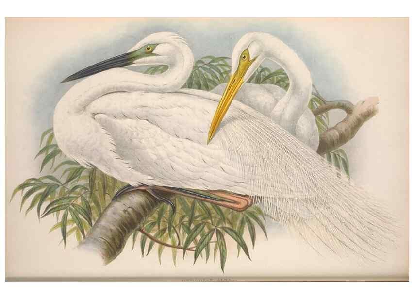 Reproducción/Reproduction 48915120192: The birds of Great Britain. London :Printed by Taylor and Francis, published by the author,1873.. 