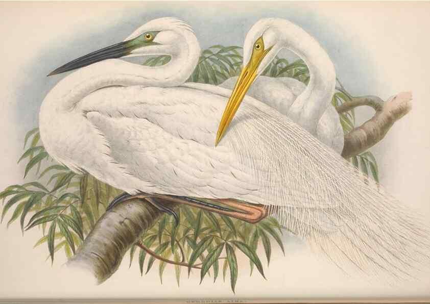 Reproducción/Reproduction 48915120192: The birds of Great Britain. London :Printed by Taylor and Francis, published by the author,1873.. 