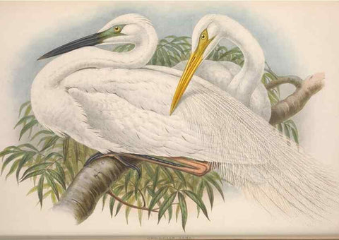 Reproducción/Reproduction 48915120192: The birds of Great Britain. London :Printed by Taylor and Francis, published by the author,1873.. 