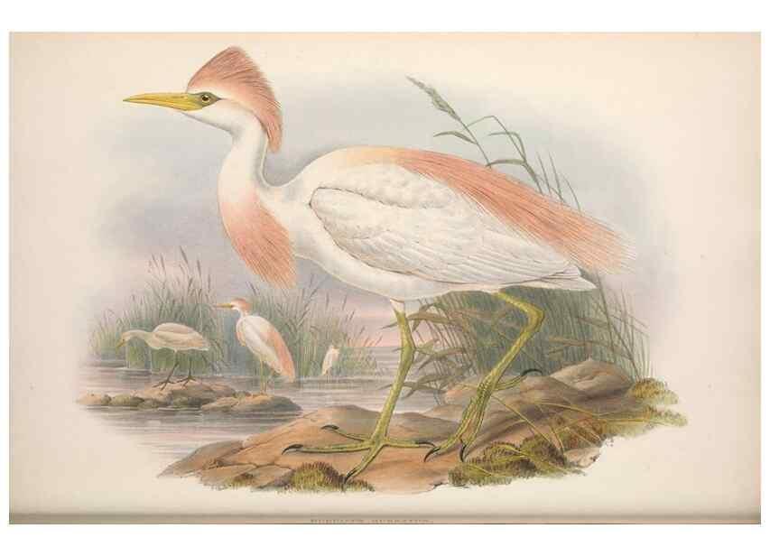Reproducción/Reproduction 48915120752: The birds of Great Britain. London :Printed by Taylor and Francis, published by the author,1873.. 