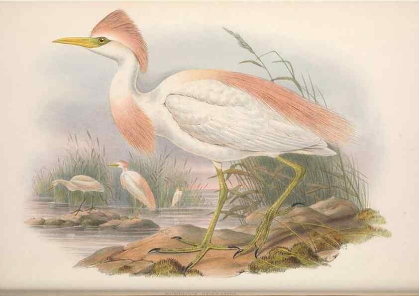Reproducción/Reproduction 48915120752: The birds of Great Britain. London :Printed by Taylor and Francis, published by the author,1873.. 