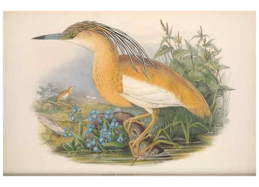 Reproducción/Reproduction 48914918511: The birds of Great Britain. London :Printed by Taylor and Francis, published by the author,1873.. 