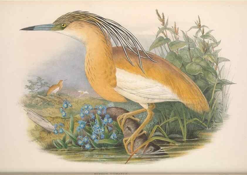 Reproducción/Reproduction 48914918511: The birds of Great Britain. London :Printed by Taylor and Francis, published by the author,1873.. 
