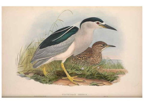 Reproducción/Reproduction 48914918871: The birds of Great Britain. London :Printed by Taylor and Francis, published by the author,1873.. 