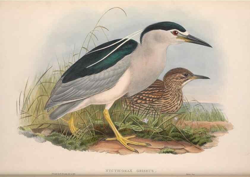 Reproducción/Reproduction 48914918871: The birds of Great Britain. London :Printed by Taylor and Francis, published by the author,1873.. 