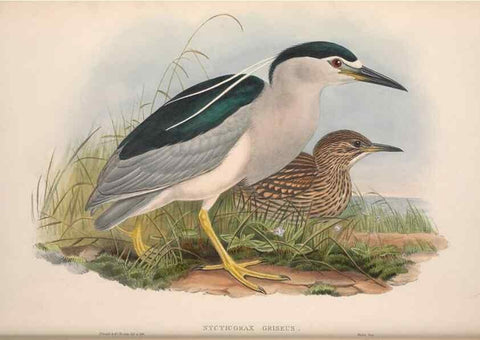 Reproducción/Reproduction 48914918871: The birds of Great Britain. London :Printed by Taylor and Francis, published by the author,1873.. 