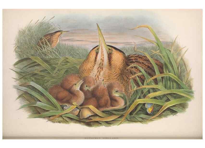 Reproducción/Reproduction 48914919286: The birds of Great Britain. London :Printed by Taylor and Francis, published by the author,1873.. 