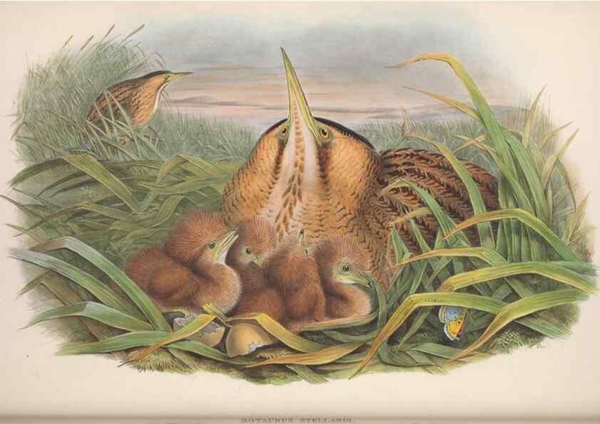 Reproducción/Reproduction 48914919286: The birds of Great Britain. London :Printed by Taylor and Francis, published by the author,1873.. 