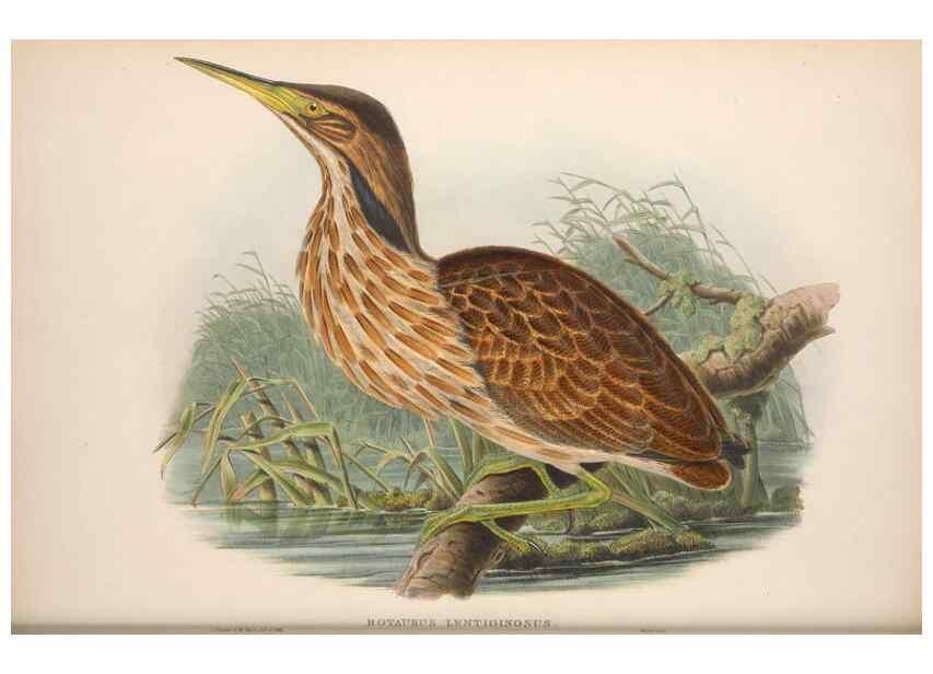 Reproducción/Reproduction 48914389078: The birds of Great Britain. London :Printed by Taylor and Francis, published by the author,1873.. 
