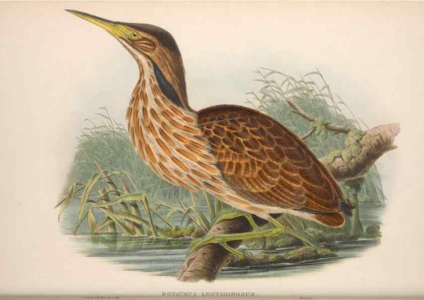 Reproducción/Reproduction 48914389078: The birds of Great Britain. London :Printed by Taylor and Francis, published by the author,1873.. 