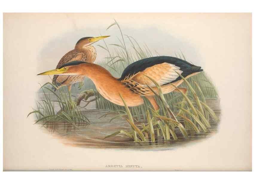 Reproducción/Reproduction 48914389458: The birds of Great Britain. London :Printed by Taylor and Francis, published by the author,1873.. 