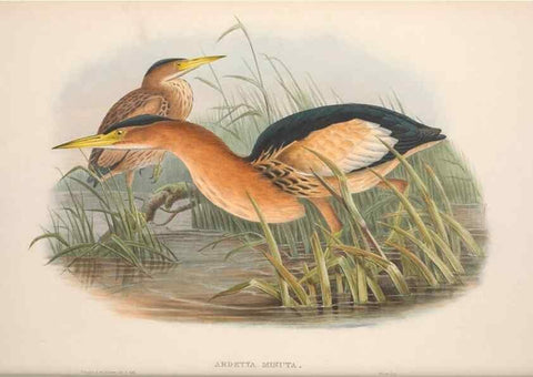 Reproducción/Reproduction 48914389458: The birds of Great Britain. London :Printed by Taylor and Francis, published by the author,1873.. 