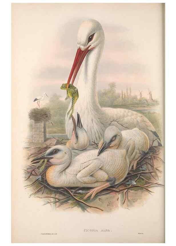 Reproducción/Reproduction 48914389808: The birds of Great Britain. London :Printed by Taylor and Francis, published by the author,1873.. 