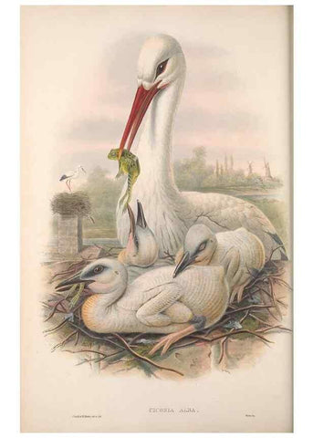 Reproducción/Reproduction 48914389808: The birds of Great Britain. London :Printed by Taylor and Francis, published by the author,1873.. 