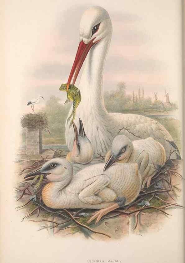 Reproducción/Reproduction 48914389808: The birds of Great Britain. London :Printed by Taylor and Francis, published by the author,1873.. 