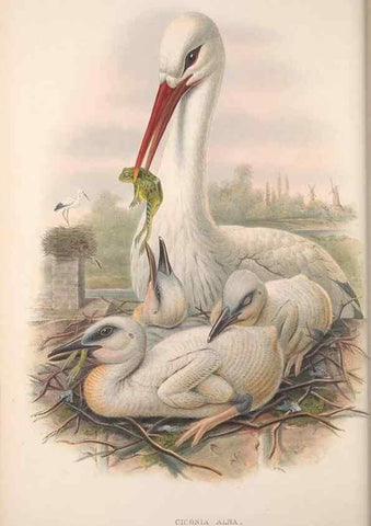 Reproducción/Reproduction 48914389808: The birds of Great Britain. London :Printed by Taylor and Francis, published by the author,1873.. 