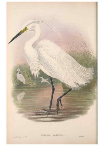 Reproducción/Reproduction 48914917841: The birds of Great Britain. London :Printed by Taylor and Francis, published by the author,1873.. 